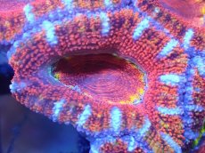 画像1: 【サンゴまとめ買い割引き10％〜20%OFF対象商品】【サンゴ】【通販】【オーストラリア産】カクオオトゲキクメイシ（Ultra Grade)（個体販売）No.83（生体）（サンゴ） (1)