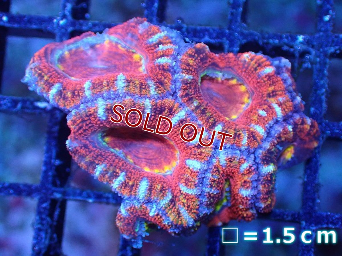 画像2: 【サンゴまとめ買い割引き10％〜20%OFF対象商品】 【サンゴ】【通販】【オーストラリア産】カクオオトゲキクメイシ（Ultra Grade)（個体販売）No.83（生体）（サンゴ） (2)