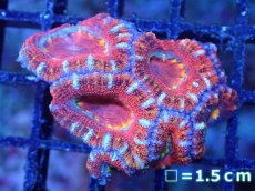 画像2: 【サンゴまとめ買い割引き10％〜20%OFF対象商品】【サンゴ】【通販】【オーストラリア産】カクオオトゲキクメイシ（Ultra Grade)（個体販売）No.83（生体）（サンゴ） (2)
