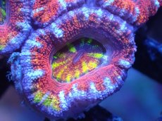 画像1: 【サンゴまとめ買い割引き10％〜20%OFF対象商品】【サンゴ】【通販】【オーストラリア産】カクオオトゲキクメイシ（Ultra Grade)（個体販売）No.84（生体）（サンゴ） (1)