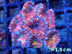 画像2: 【サンゴまとめ買い割引き10％〜20%OFF対象商品】【サンゴ】【通販】【オーストラリア産】カクオオトゲキクメイシ（Ultra Grade)（個体販売）No.84（生体）（サンゴ） (2)