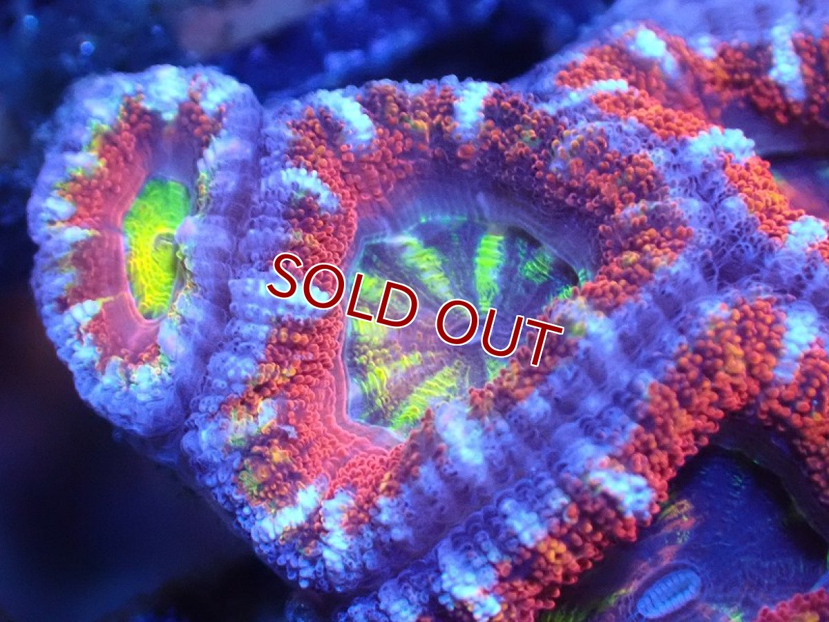 画像1: 【サンゴ】【通販】【オーストラリア産】カクオオトゲキクメイシ（Ultra Grade)（個体販売）No.85（生体）（サンゴ） (1)