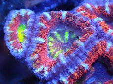 画像1: 【サンゴまとめ買い割引き10％〜20%OFF対象商品】【サンゴ】【通販】【オーストラリア産】カクオオトゲキクメイシ（Ultra Grade)（個体販売）No.85（生体）（サンゴ） (1)