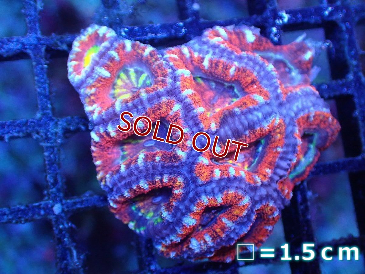 画像2: 【サンゴ】【通販】【オーストラリア産】カクオオトゲキクメイシ（Ultra Grade)（個体販売）No.85（生体）（サンゴ） (2)