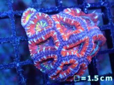 画像2: 【サンゴまとめ買い割引き10％〜20%OFF対象商品】【サンゴ】【通販】【オーストラリア産】カクオオトゲキクメイシ（Ultra Grade)（個体販売）No.85（生体）（サンゴ） (2)