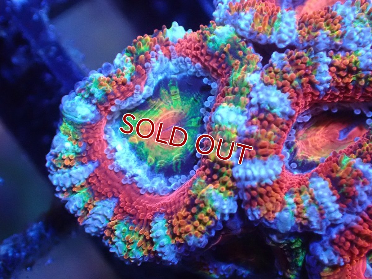 画像1: 【サンゴ】【通販】【オーストラリア産】カクオオトゲキクメイシ（Ultra Grade)（個体販売）No.86（生体）（サンゴ） (1)