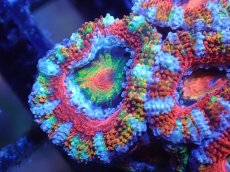 画像1: 【サンゴ】【通販】【オーストラリア産】カクオオトゲキクメイシ（Ultra Grade)（個体販売）No.86（生体）（サンゴ） (1)