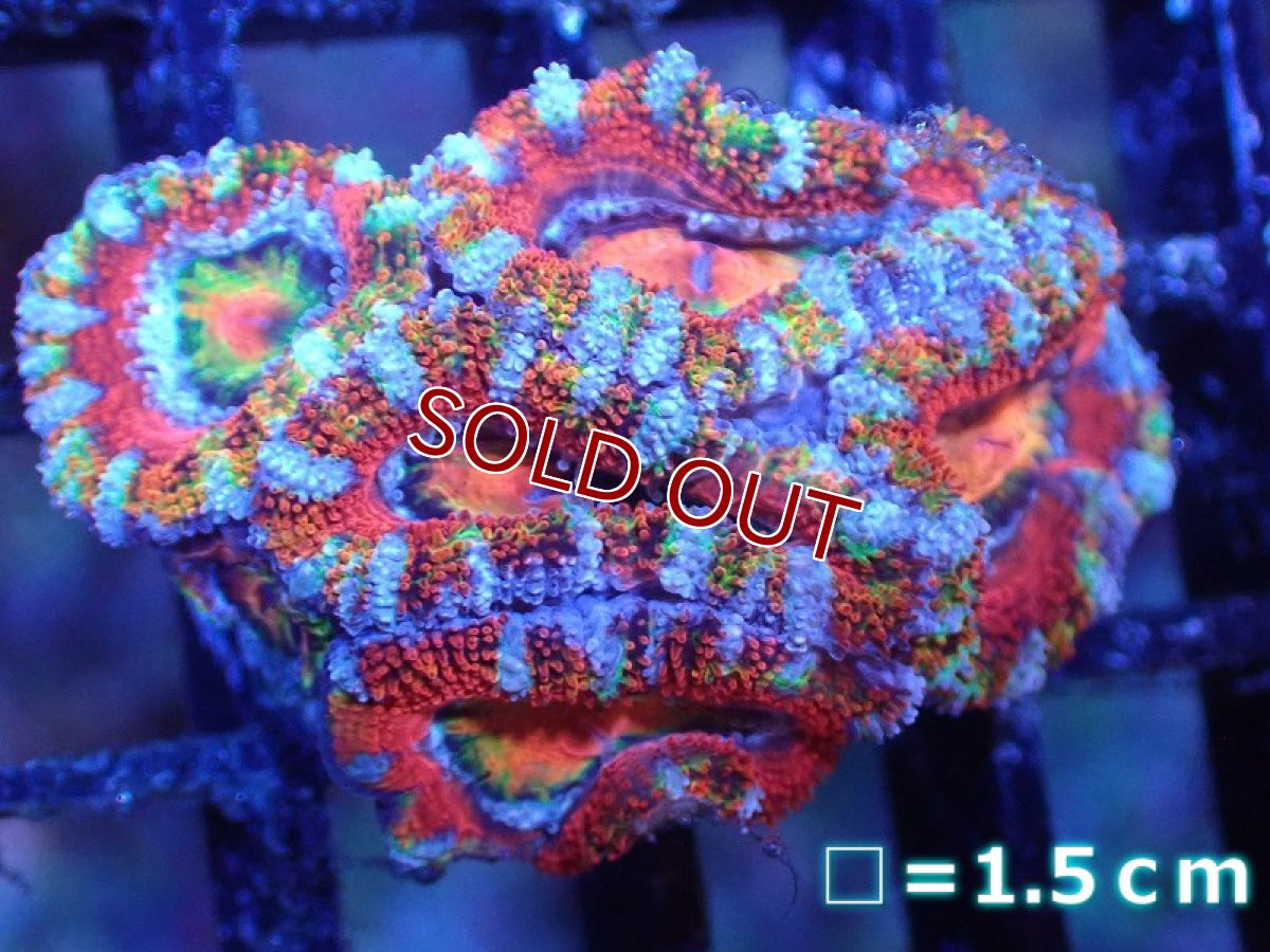 画像2: 【サンゴ】【通販】【オーストラリア産】カクオオトゲキクメイシ（Ultra Grade)（個体販売）No.86（生体）（サンゴ） (2)