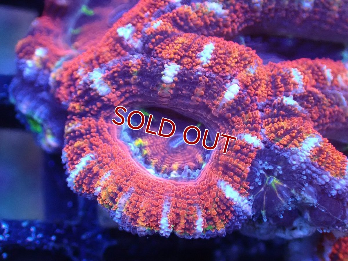 画像1: 【サンゴまとめ買い割引き10％〜20%OFF対象商品】 【サンゴ】【通販】【オーストラリア産】カクオオトゲキクメイシ（Ultra Grade)（個体販売）No.87（生体）（サンゴ） (1)