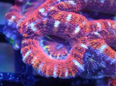 画像1: 【サンゴまとめ買い割引き10％〜20%OFF対象商品】【サンゴ】【通販】【オーストラリア産】カクオオトゲキクメイシ（Ultra Grade)（個体販売）No.87（生体）（サンゴ） (1)