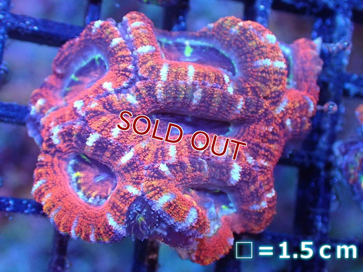 画像2: 【サンゴまとめ買い割引き10％〜20%OFF対象商品】 【サンゴ】【通販】【オーストラリア産】カクオオトゲキクメイシ（Ultra Grade)（個体販売）No.87（生体）（サンゴ） (2)
