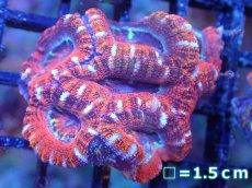 画像2: 【サンゴまとめ買い割引き10％〜20%OFF対象商品】【サンゴ】【通販】【オーストラリア産】カクオオトゲキクメイシ（Ultra Grade)（個体販売）No.87（生体）（サンゴ） (2)