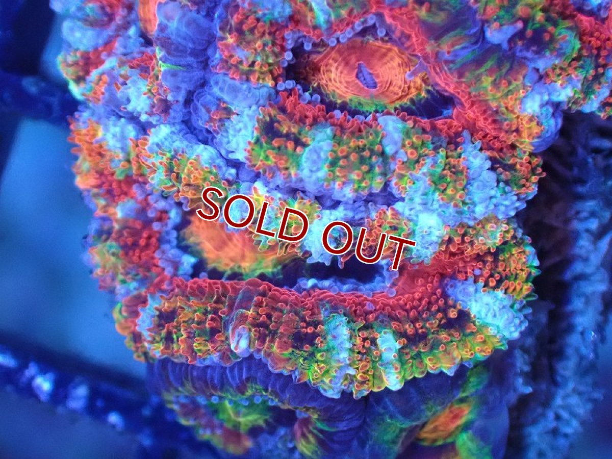 画像1: 【サンゴ】【通販】【オーストラリア産】カクオオトゲキクメイシ（Ultra Grade)（個体販売）No.88（生体）（サンゴ） (1)