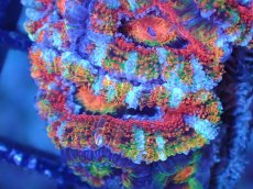 画像1: 【サンゴまとめ買い割引き10％〜20%OFF対象商品】【サンゴ】【通販】【オーストラリア産】カクオオトゲキクメイシ（Ultra Grade)（個体販売）No.88（生体）（サンゴ） (1)