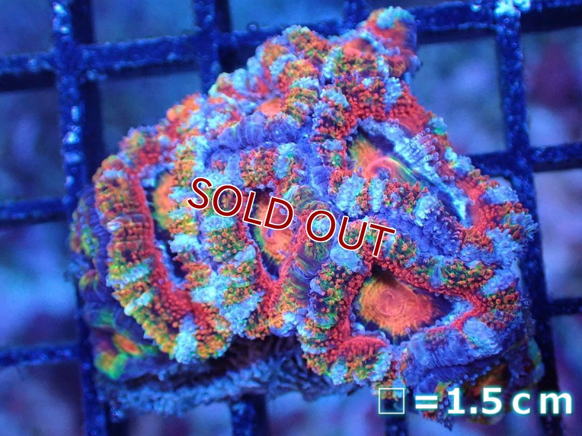 画像2: 【サンゴ】【通販】【オーストラリア産】カクオオトゲキクメイシ（Ultra Grade)（個体販売）No.88（生体）（サンゴ） (2)