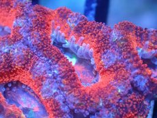 画像1: 【サンゴまとめ買い割引き10％〜20%OFF対象商品】【サンゴ】【通販】【オーストラリア産】カクオオトゲキクメイシ（Ultra Grade)（個体販売）No.89（生体）（サンゴ） (1)