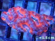 画像2: 【サンゴまとめ買い割引き10％〜20%OFF対象商品】【サンゴ】【通販】【オーストラリア産】カクオオトゲキクメイシ（Ultra Grade)（個体販売）No.89（生体）（サンゴ） (2)