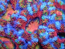 画像1: 【サンゴまとめ買い割引き10％〜20%OFF対象商品】【サンゴ】【通販】【オーストラリア産】カクオオトゲキクメイシ（Ultra/Special Rainbow)（個体販売）No.90（生体）（サンゴ） (1)