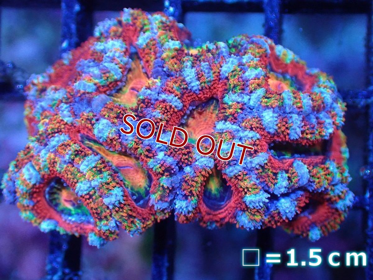 画像2: 【サンゴ】【通販】【オーストラリア産】カクオオトゲキクメイシ（Ultra/Special Rainbow)（個体販売）No.90（生体）（サンゴ） (2)