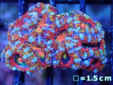画像2: 【サンゴまとめ買い割引き10％〜20%OFF対象商品】【サンゴ】【通販】【オーストラリア産】カクオオトゲキクメイシ（Ultra/Special Rainbow)（個体販売）No.90（生体）（サンゴ） (2)