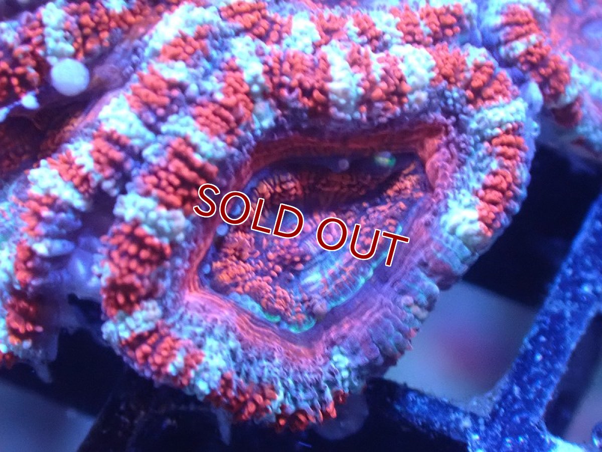 画像1: 【サンゴ】【通販】【オーストラリア産】カクオオトゲキクメイシ（Ultra Grade)（個体販売）No.91（生体）（サンゴ） (1)