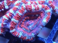 画像1: 【サンゴまとめ買い割引き10％〜20%OFF対象商品】【サンゴ】【通販】【オーストラリア産】カクオオトゲキクメイシ（Ultra Grade)（個体販売）No.91（生体）（サンゴ） (1)