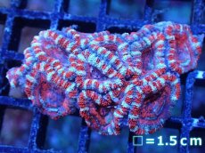 画像2: 【サンゴまとめ買い割引き10％〜20%OFF対象商品】【サンゴ】【通販】【オーストラリア産】カクオオトゲキクメイシ（Ultra Grade)（個体販売）No.91（生体）（サンゴ） (2)