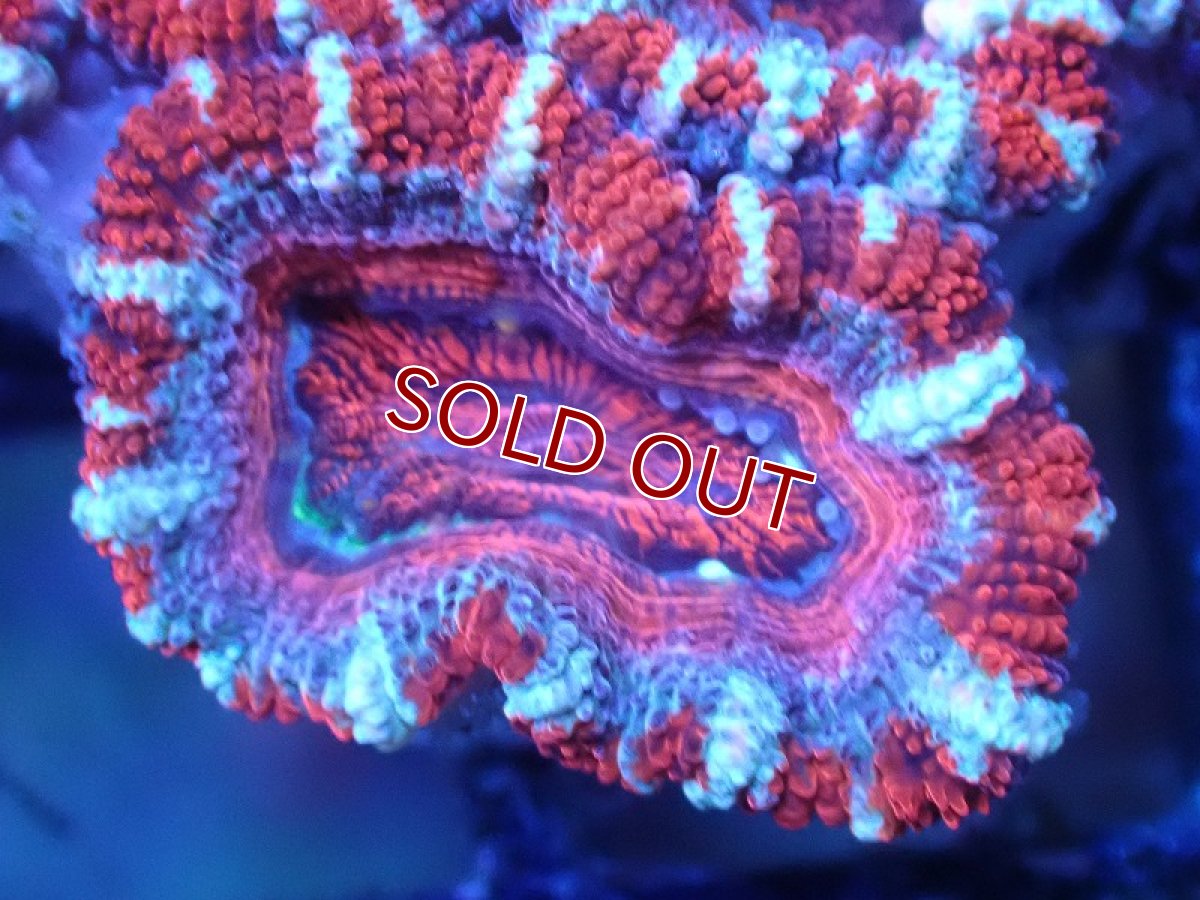 画像1: 【サンゴ】【通販】【オーストラリア産】カクオオトゲキクメイシ（Ultra Grade)（個体販売）No.92（生体）（サンゴ） (1)