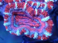 画像1: 【サンゴまとめ買い割引き10％〜20%OFF対象商品】【サンゴ】【通販】【オーストラリア産】カクオオトゲキクメイシ（Ultra Grade)（個体販売）No.92（生体）（サンゴ） (1)