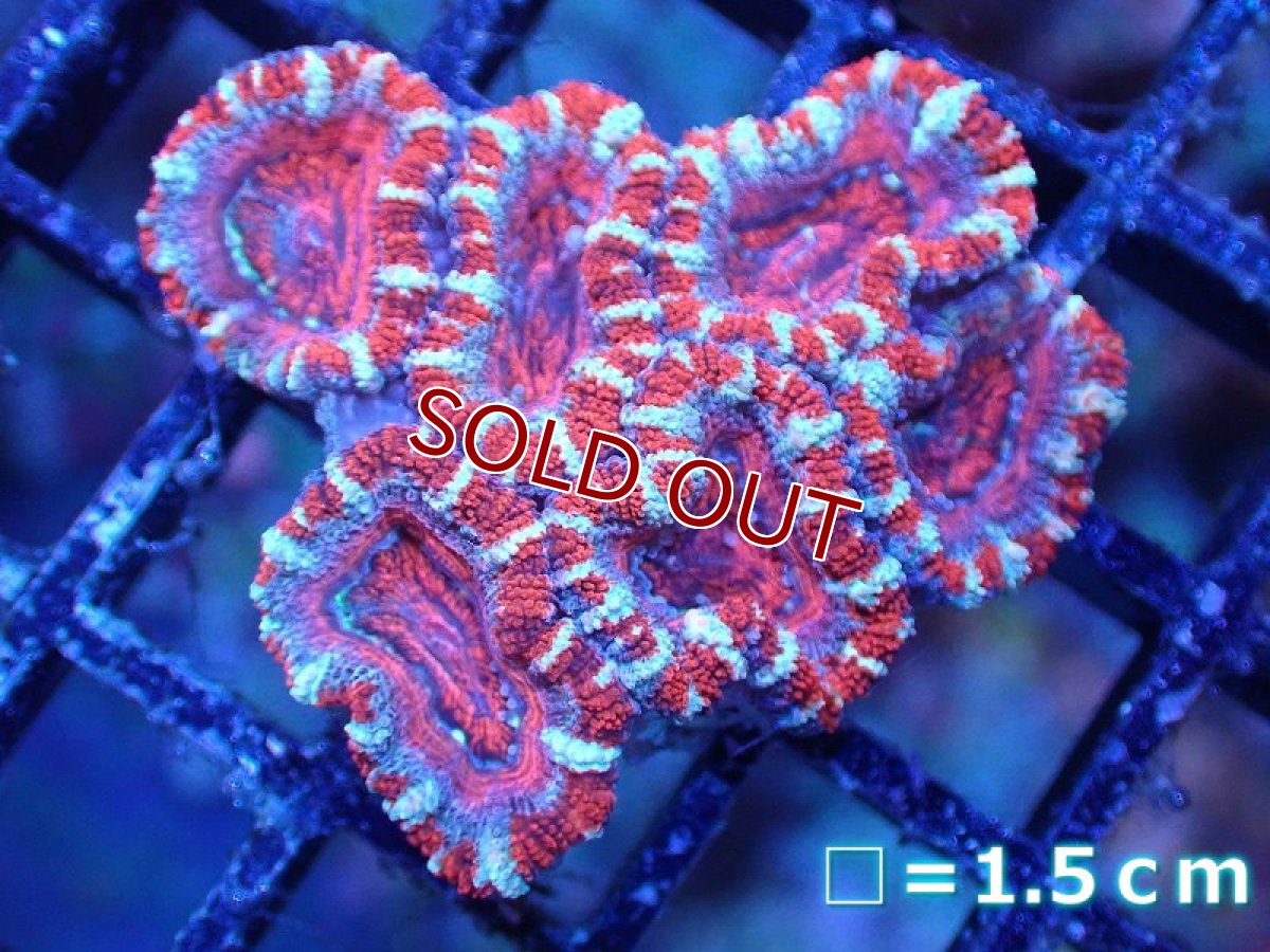 画像2: 【サンゴ】【通販】【オーストラリア産】カクオオトゲキクメイシ（Ultra Grade)（個体販売）No.92（生体）（サンゴ） (2)