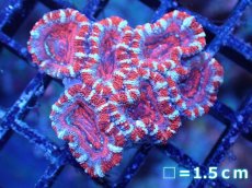 画像2: 【サンゴまとめ買い割引き10％〜20%OFF対象商品】【サンゴ】【通販】【オーストラリア産】カクオオトゲキクメイシ（Ultra Grade)（個体販売）No.92（生体）（サンゴ） (2)