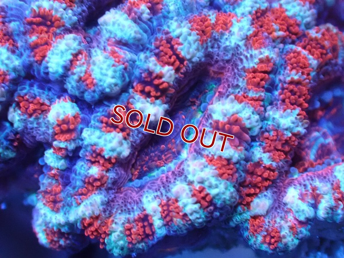 画像1: 【サンゴまとめ買い割引き10％〜20%OFF対象商品】 【サンゴ】【通販】【オーストラリア産】カクオオトゲキクメイシ（Ultra Grade)（個体販売）No.93（生体）（サンゴ） (1)