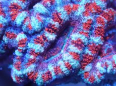 画像1: 【サンゴまとめ買い割引き10％〜20%OFF対象商品】【サンゴ】【通販】【オーストラリア産】カクオオトゲキクメイシ（Ultra Grade)（個体販売）No.93（生体）（サンゴ） (1)