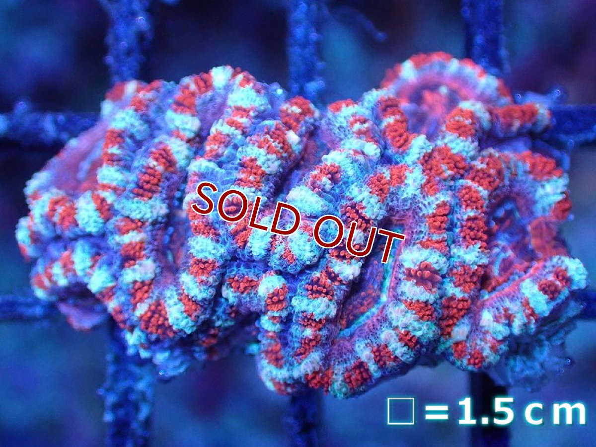 画像2: 【サンゴまとめ買い割引き10％〜20%OFF対象商品】 【サンゴ】【通販】【オーストラリア産】カクオオトゲキクメイシ（Ultra Grade)（個体販売）No.93（生体）（サンゴ） (2)