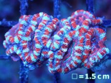 画像2: 【サンゴまとめ買い割引き10％〜20%OFF対象商品】【サンゴ】【通販】【オーストラリア産】カクオオトゲキクメイシ（Ultra Grade)（個体販売）No.93（生体）（サンゴ） (2)