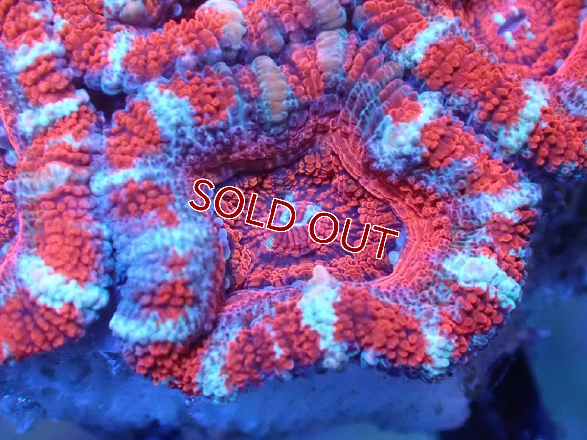 画像1: 【サンゴまとめ買い割引き10％〜20%OFF対象商品】 【サンゴ】【通販】【オーストラリア産】カクオオトゲキクメイシ（Ultra Grade)（個体販売）No.94（生体）（サンゴ） (1)