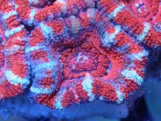 画像1: 【サンゴまとめ買い割引き10％〜20%OFF対象商品】【サンゴ】【通販】【オーストラリア産】カクオオトゲキクメイシ（Ultra Grade)（個体販売）No.94（生体）（サンゴ） (1)