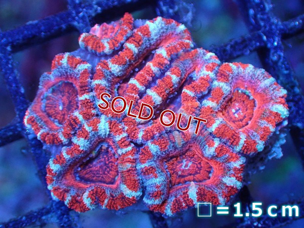 画像2: 【サンゴまとめ買い割引き10％〜20%OFF対象商品】 【サンゴ】【通販】【オーストラリア産】カクオオトゲキクメイシ（Ultra Grade)（個体販売）No.94（生体）（サンゴ） (2)