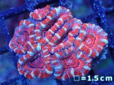 画像2: 【サンゴまとめ買い割引き10％〜20%OFF対象商品】【サンゴ】【通販】【オーストラリア産】カクオオトゲキクメイシ（Ultra Grade)（個体販売）No.94（生体）（サンゴ） (2)