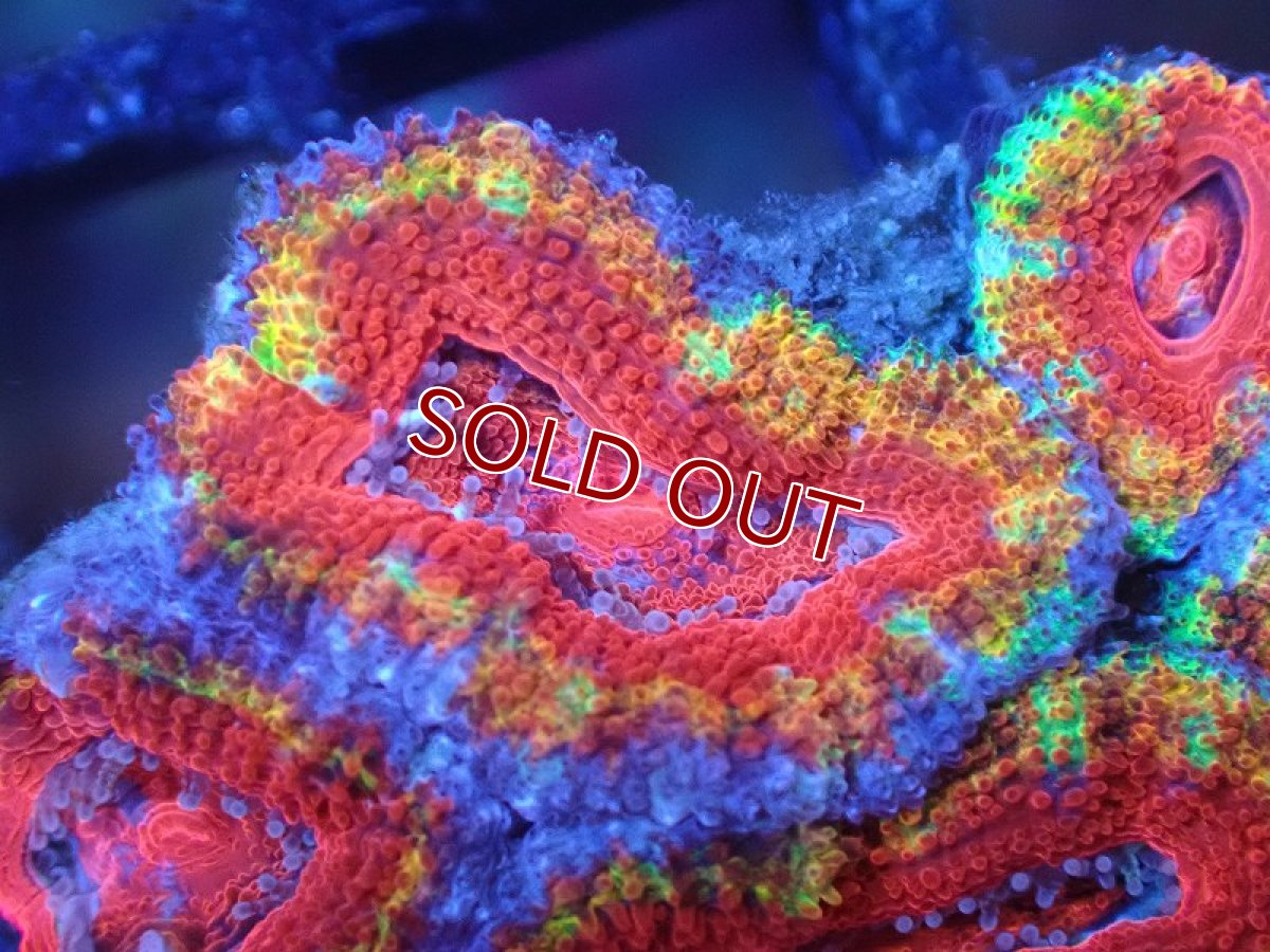 画像1: 【サンゴ】【通販】【オーストラリア産】カクオオトゲキクメイシ（Ultra Grade)（個体販売）No.95（生体）（サンゴ） (1)