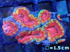 画像2: 【サンゴまとめ買い割引き10％〜20%OFF対象商品】【サンゴ】【通販】【オーストラリア産】カクオオトゲキクメイシ（Ultra Grade)（個体販売）No.95（生体）（サンゴ） (2)