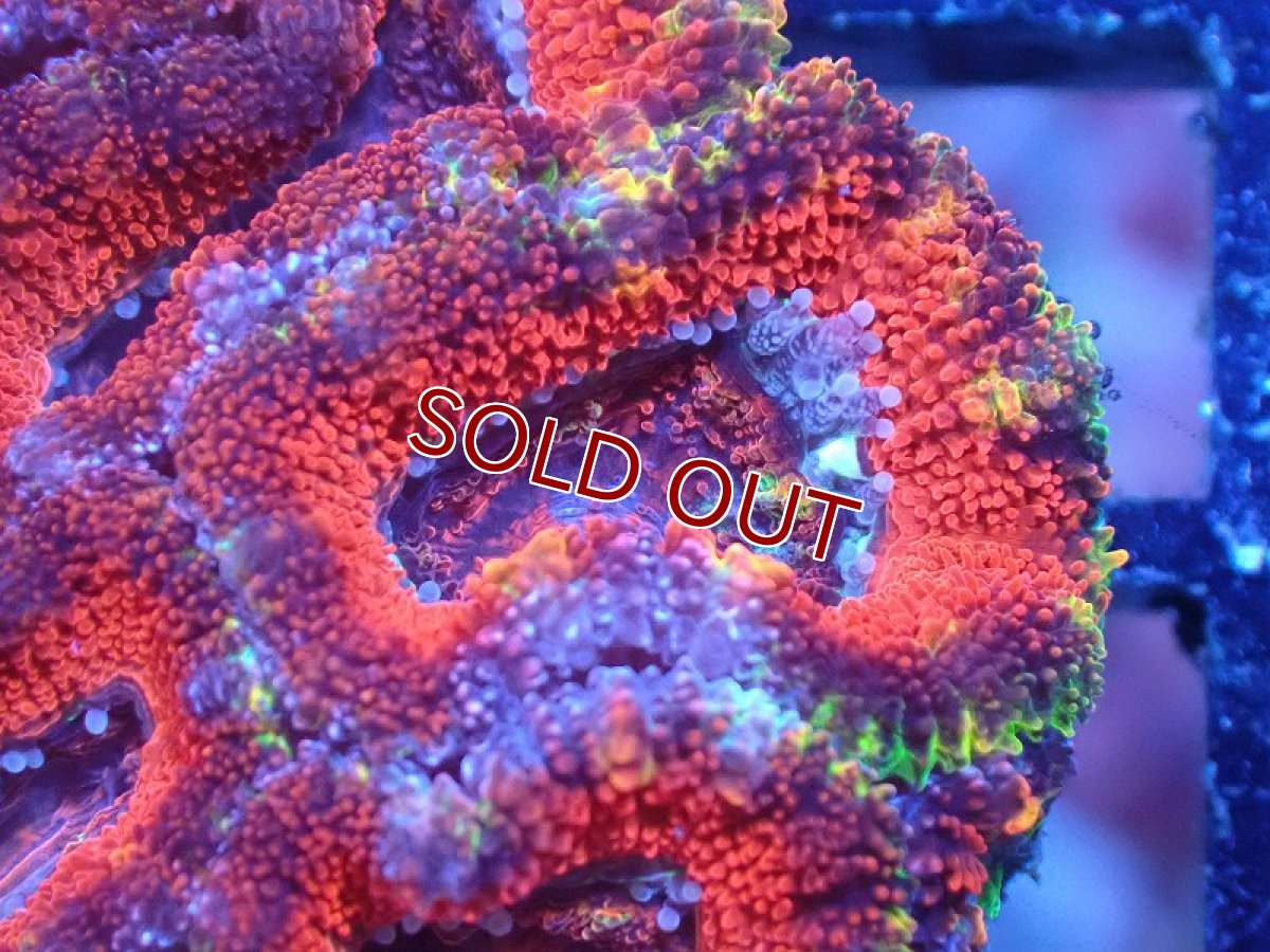 画像1: 【サンゴ】【通販】【オーストラリア産】カクオオトゲキクメイシ（Ultra Grade)（個体販売）No.96（生体）（サンゴ） (1)