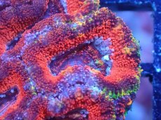 画像1: 【サンゴまとめ買い割引き10％〜20%OFF対象商品】【サンゴ】【通販】【オーストラリア産】カクオオトゲキクメイシ（Ultra Grade)（個体販売）No.96（生体）（サンゴ） (1)