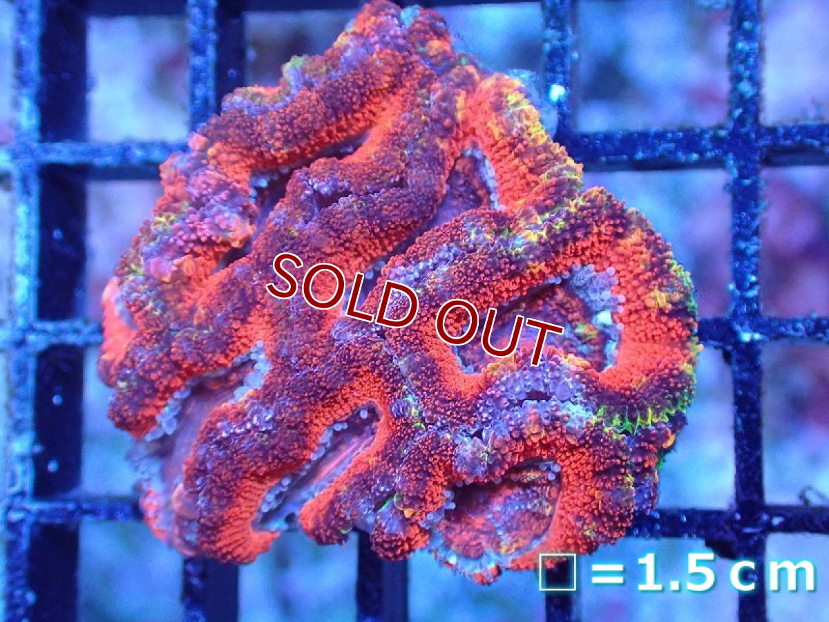 画像2: 【サンゴ】【通販】【オーストラリア産】カクオオトゲキクメイシ（Ultra Grade)（個体販売）No.96（生体）（サンゴ） (2)