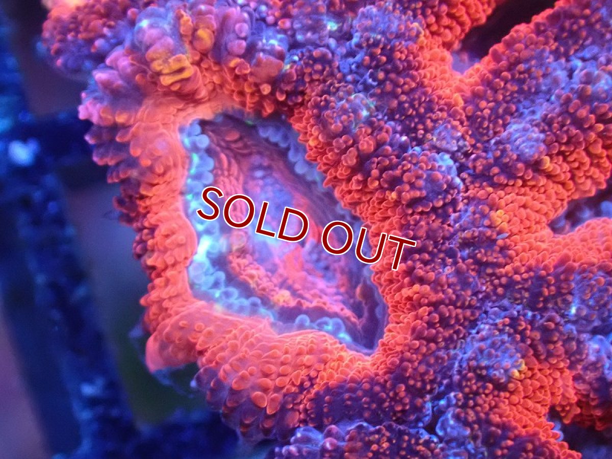 画像1: 【サンゴ】【通販】【オーストラリア産】カクオオトゲキクメイシ（Ultra Grade)（個体販売）No.97（生体）（サンゴ） (1)