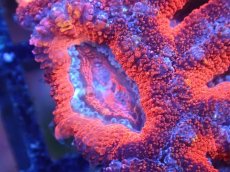 画像1: 【サンゴまとめ買い割引き10％〜20%OFF対象商品】【サンゴ】【通販】【オーストラリア産】カクオオトゲキクメイシ（Ultra Grade)（個体販売）No.97（生体）（サンゴ） (1)