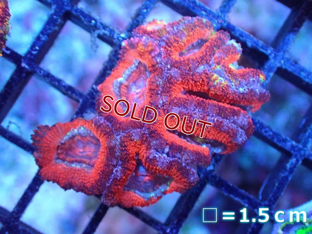 画像2: 【サンゴ】【通販】【オーストラリア産】カクオオトゲキクメイシ（Ultra Grade)（個体販売）No.97（生体）（サンゴ） (2)