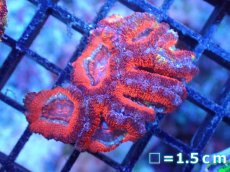 画像2: 【サンゴまとめ買い割引き10％〜20%OFF対象商品】【サンゴ】【通販】【オーストラリア産】カクオオトゲキクメイシ（Ultra Grade)（個体販売）No.97（生体）（サンゴ） (2)