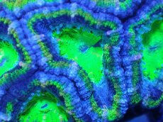 画像1: 【サンゴまとめ買い割引き10％〜20%OFF対象商品】【サンゴ】【通販】【オーストラリア産】カクオオトゲキクメイシ（Ultra Grade/Green)（個体販売）No.98（生体）（サンゴ） (1)