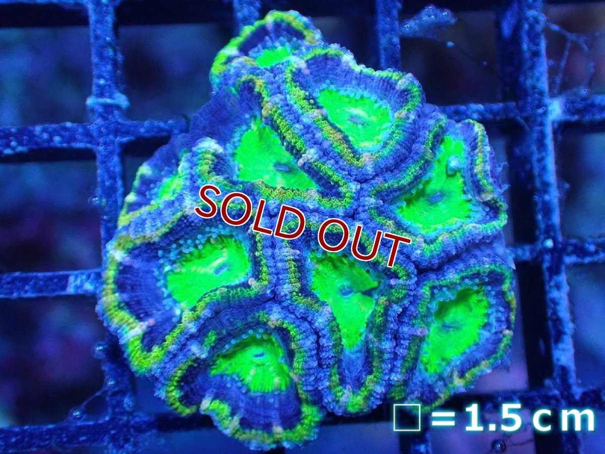 画像2: 【サンゴ】【通販】【オーストラリア産】カクオオトゲキクメイシ（Ultra Grade/Green)（個体販売）No.98（生体）（サンゴ） (2)